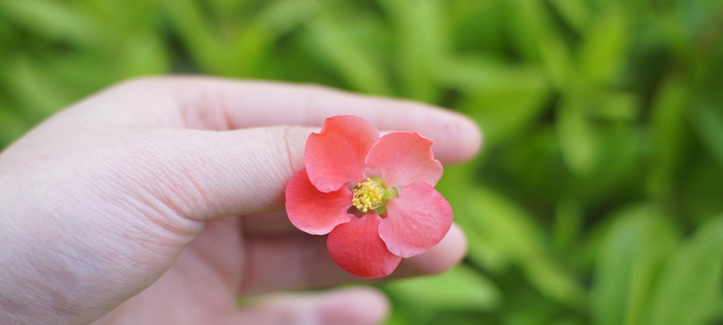 铁海棠花语之美（探寻铁海棠花语的深意）