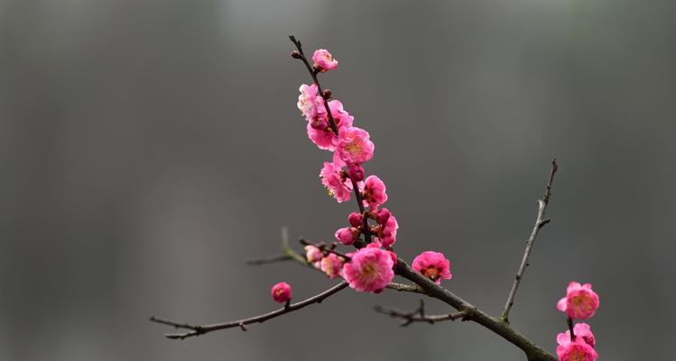 庭院梅花寓意——生命的坚韧与希望（探寻庭院梅花的象征意义和文化内涵）