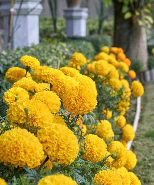 万寿菊花语（万寿菊的花语）