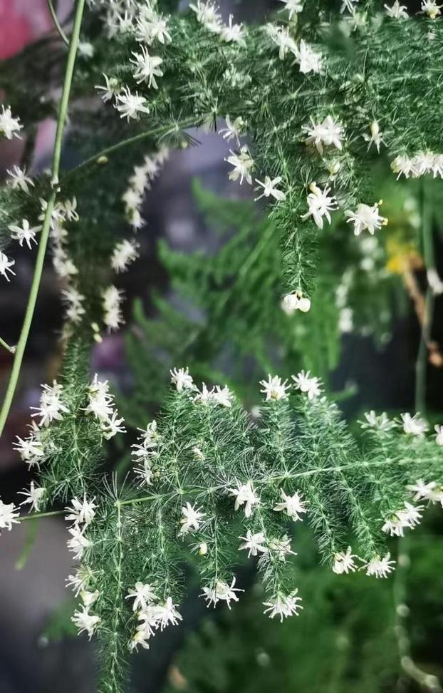 文竹开花的奇迹（解读文竹开花的象征意义与科学奥秘）