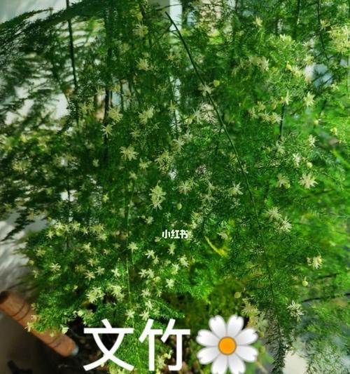 文竹开花的寓意——希望与繁荣（探寻文竹开花的意义及象征）