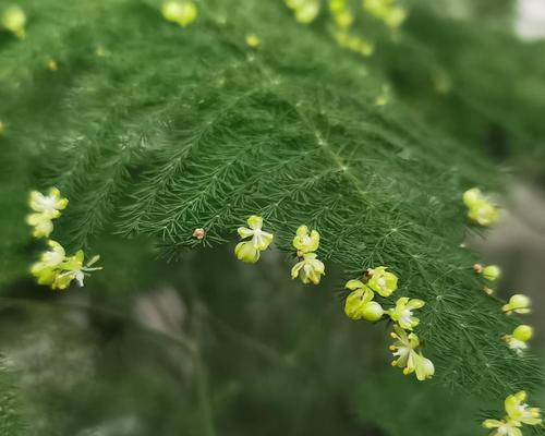 文竹开花的寓意与象征（探寻文竹开花背后的寓意和象征意义）