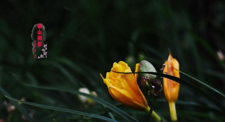 夏水仙的花语（夏水仙）