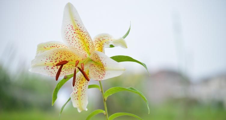 百合花的花语与含义（探寻百合花的深层寓意与象征）