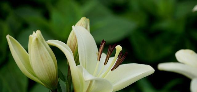 百合花的花语与寓意——美丽与纯洁的象征（探秘百合花的花语及其深远的寓意）