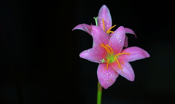 百合花（探寻百合花的美丽寓意及其文化内涵）