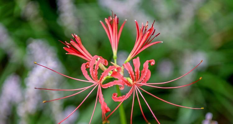 彼岸花花语，盛放无尽思念（催人泪下的花海）