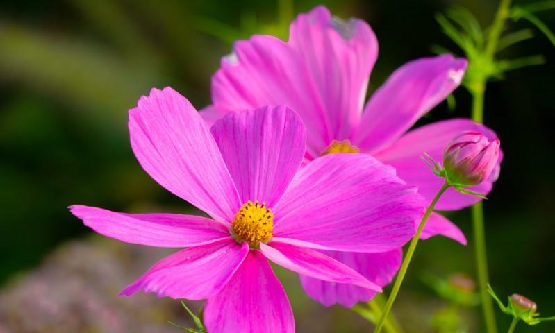 花开花落，波斯菊的花语与寓意（探寻波斯菊的秘密）