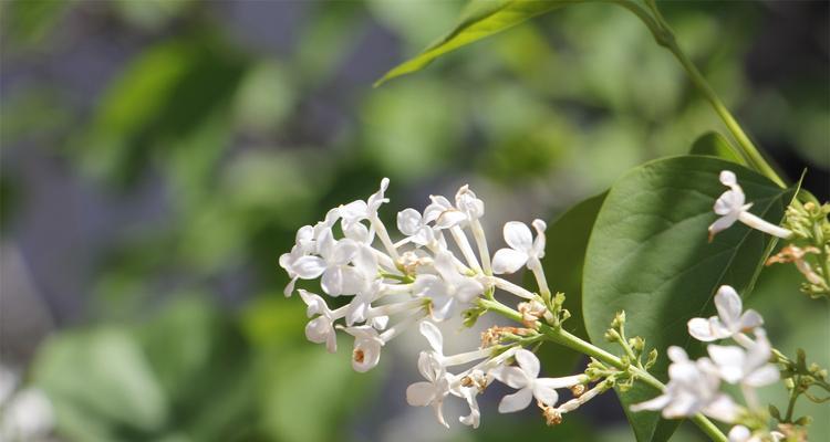 白色紫丁香花语（紫丁香）