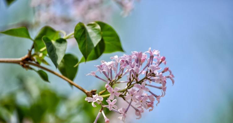 白色紫丁香花语（紫丁香）