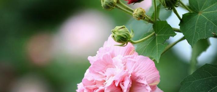 芙蓉花语（绽放于水岸）