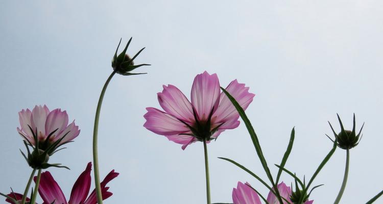 格桑花的寓意与象征——坚韧不拔的生命之花（一朵绽放在高原的奇迹）