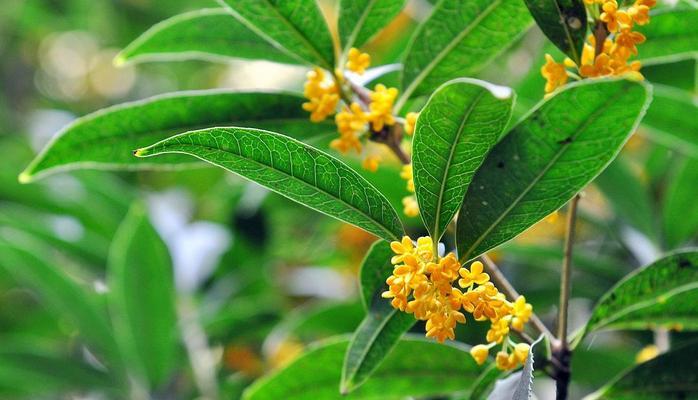 桂花的花语与意义（桂花）