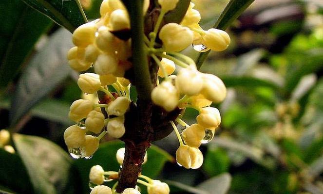 桂花的花语与意义（桂花）