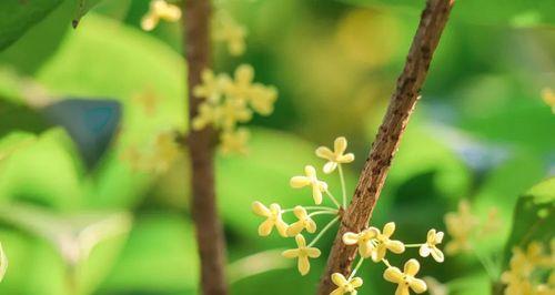 桂花的花语与意义（桂花）