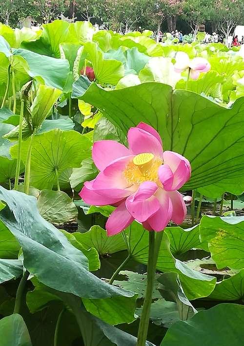 白荷花的花语与美丽传承（花开水中静美）