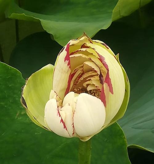 白荷花的花语与美丽传承（花开水中静美）