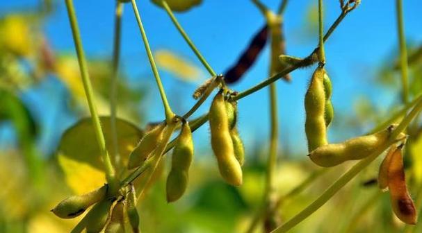 大豆——主要作物的种植及应用（大豆的分类）