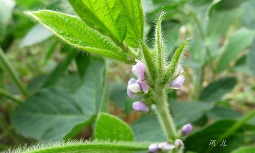 探究大豆的生物分类（大豆是否为双子叶植物）