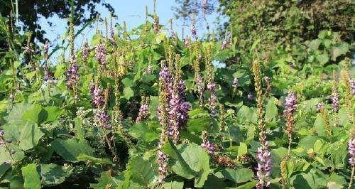 探究大豆的生物分类（大豆是否为双子叶植物）