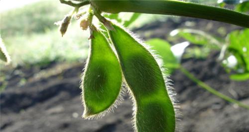 探究大豆的生物分类（大豆是否为双子叶植物）