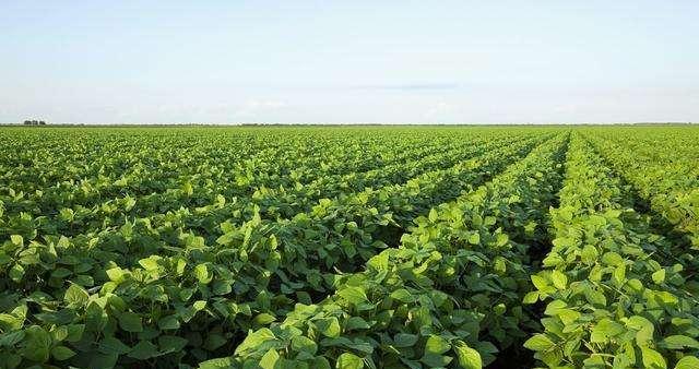 大豆种植的最佳时间和方法（掌握大豆种植的正确时间和方法）