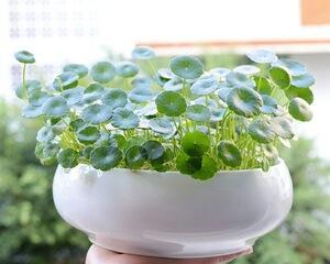 大缸适合种什么植物（选择大缸植物的5个要点）