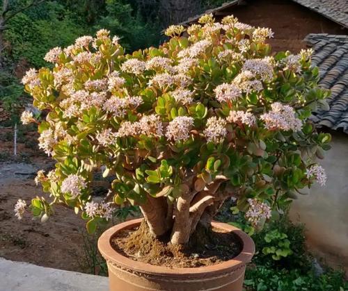 大高花盆的种植选择（适合在大高花盆中种植的花种推荐）