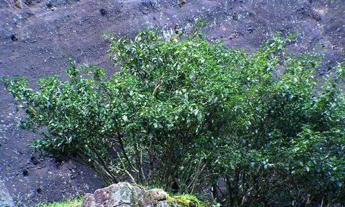 大红袍的产地——岩茶村（探访中国最著名的岩茶种植区）