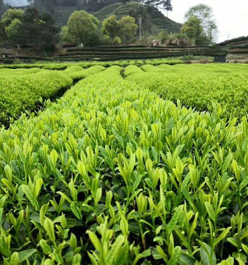 大红袍的产地——岩茶村（探访中国最著名的岩茶种植区）