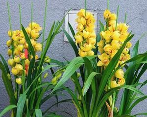 大花蕙兰的花期及特点（探秘大花蕙兰开花时间和性状）