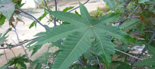 了解大戟科代表植物的主要特征（探索大戟科植物的独特魅力）