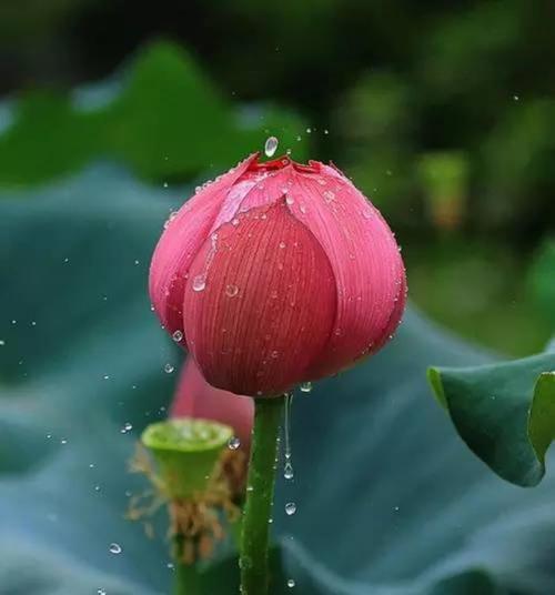 花的寓意（品味花开的诗意世界）