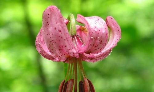 红百合花语的深意（传递爱与希望的花朵）