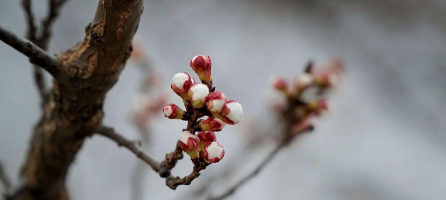 红豆花（红豆花的花语及传说）