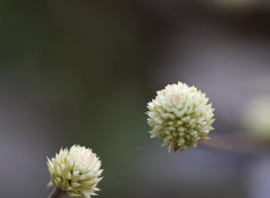 红牡丹与紫牡丹花语的美丽对比（红牡丹与紫牡丹）