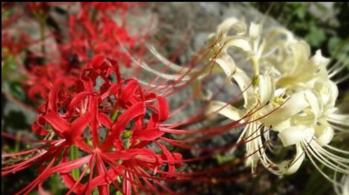 红色曼陀罗花语之秘密花园（探索红色曼陀罗花的神秘与美丽）